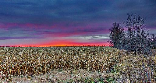 Cornfield Sunrise_46530-2.jpg - Photographed near Smiths Falls, Ontario, Canada.